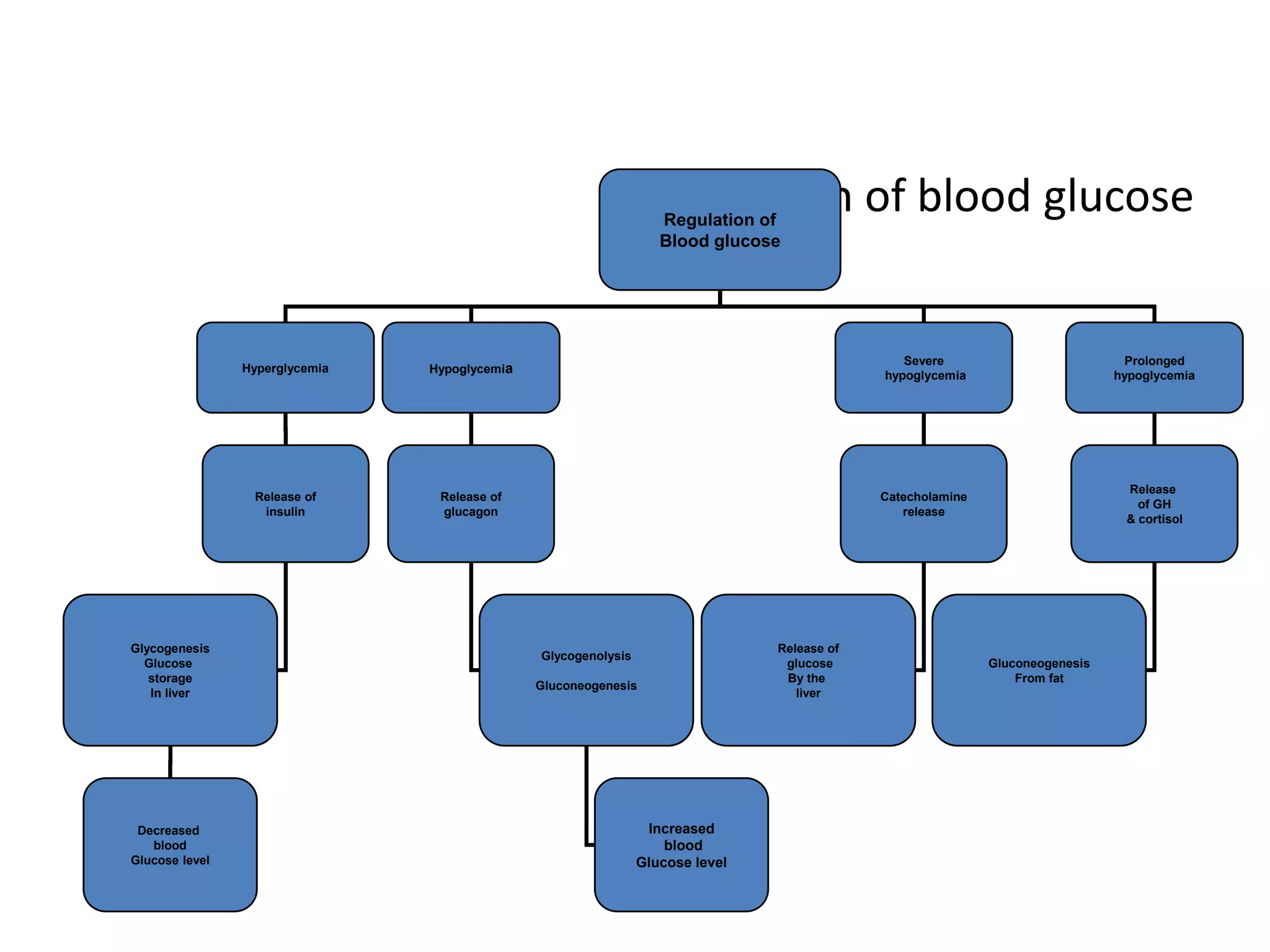 Regulation of blood glucose
                                                                   Regulation of
                                                                   Blood glucose




                                                                                                Severe                           Prolonged
                Hyperglycemia   Hypoglycemia
                                                                                             hypoglycemia                      hypoglycemia




                                                                                                                                Release
                 Release of      Release of                                                  Catecholamine
                                                                                                                                  of GH
                  insulin        glucagon                                                       release
                                                                                                                                & cortisol




Glycogenesis                                                                    Release of
                                               Glycogenolysis
  Glucose                                                                        glucose                     Gluconeogenesis
   storage                                                                       By the                          From fat
                                               Gluconeogenesis
   In liver                                                                        liver




 Decreased                                                       Increased
   blood                                                            blood
Glucose level                                                   Glucose level
 