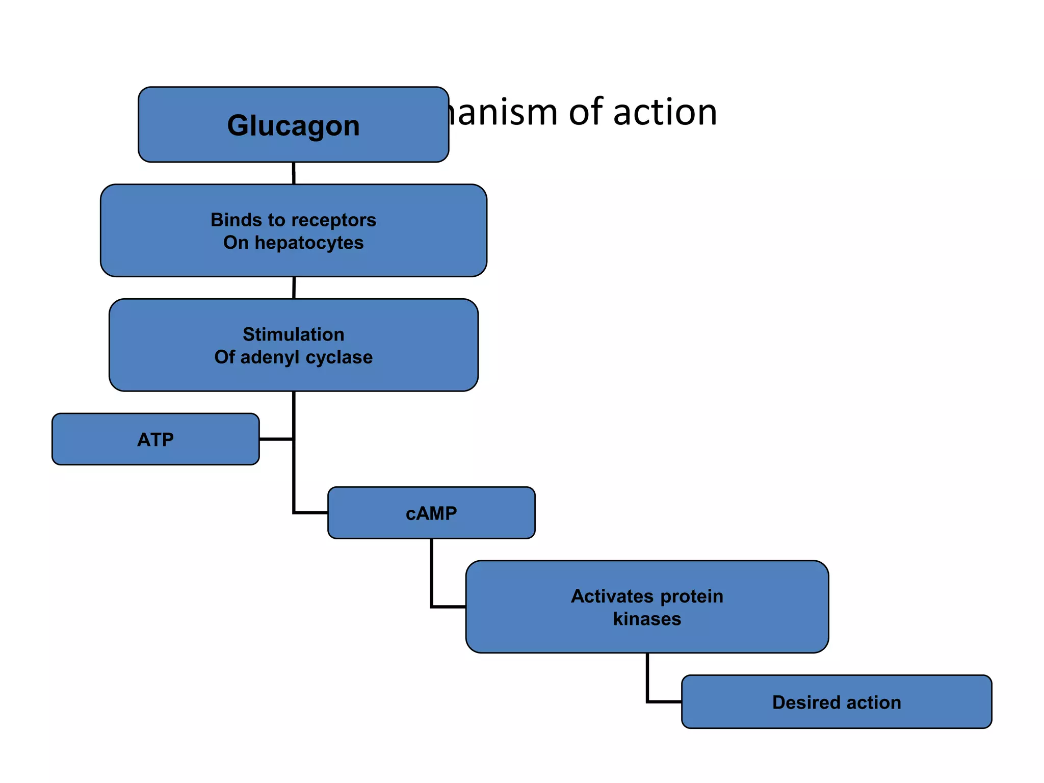 GlucagonMechanism          of action

      Binds to receptors
       On hepatocytes



         Stimulation
      Of adenyl cyclase



ATP


                           cAMP



                                  Activates protein
                                       kinases



                                                      Desired action
 