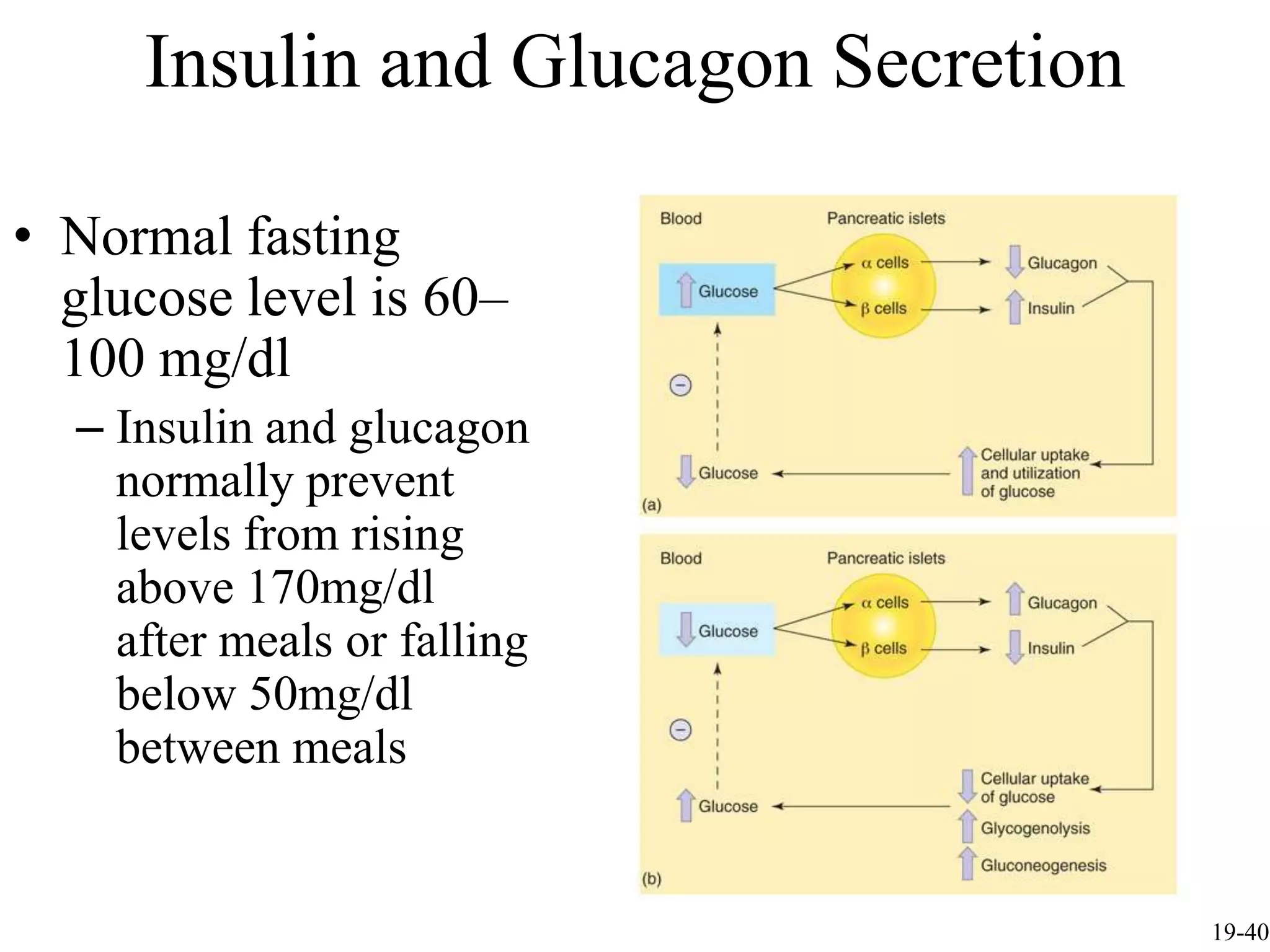 Insulin and Glucagon Secretion

• Normal fasting
  glucose level is 60–
  100 mg/dl
  – Insulin and glucagon
    normally prevent
    levels from rising
    above 170mg/dl
    after meals or falling
    below 50mg/dl
    between meals


                                      19-40
 