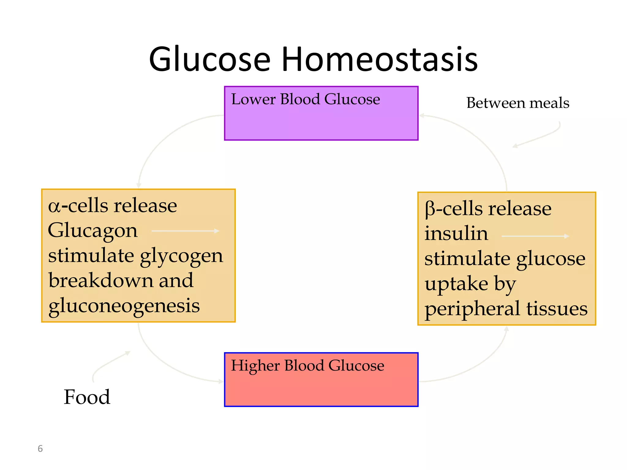 Glucose Homeostasis
                         Lower Blood Glucose        Between meals




      -cells release                             -cells release
    Glucagon                                    insulin
    stimulate glycogen                          stimulate glucose
    breakdown and                               uptake by
    gluconeogenesis                             peripheral tissues

                         Higher Blood Glucose

     Food

6
 