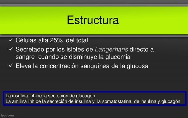 Glucagón Fisiología Medica Glucagón Fisiología Medica