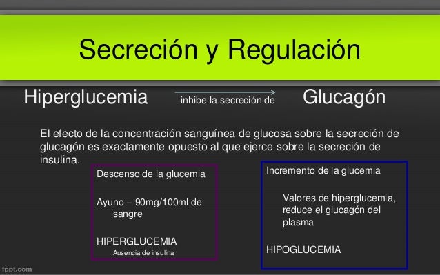 Glucagón Fisiología Medica Glucagón Fisiología Medica
