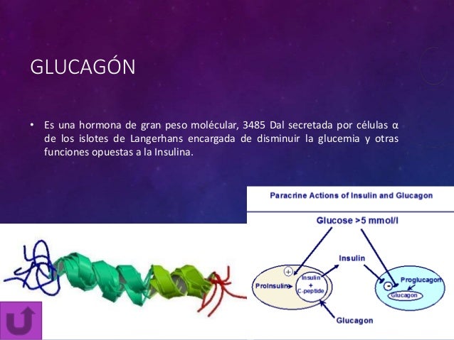 Glucagon, somatostatina y polipepeptico pancreatico Glucagon, somatostatina y polipepeptico pancreatico