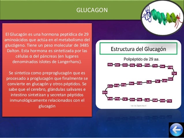 Glucagon, somatostatina y polipepeptico pancreatico Glucagon, somatostatina y polipepeptico pancreatico