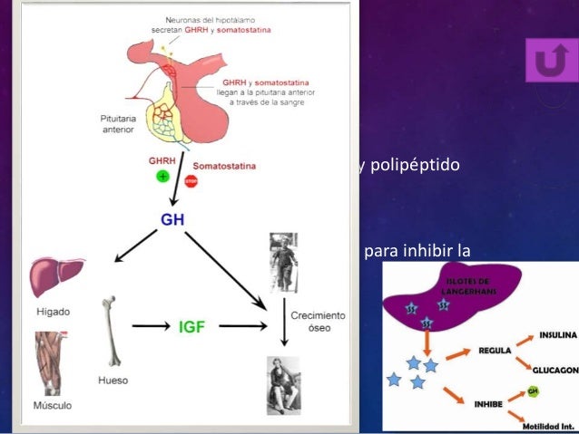 Glucagon, somatostatina y polipepeptico pancreatico Glucagon, somatostatina y polipepeptico pancreatico