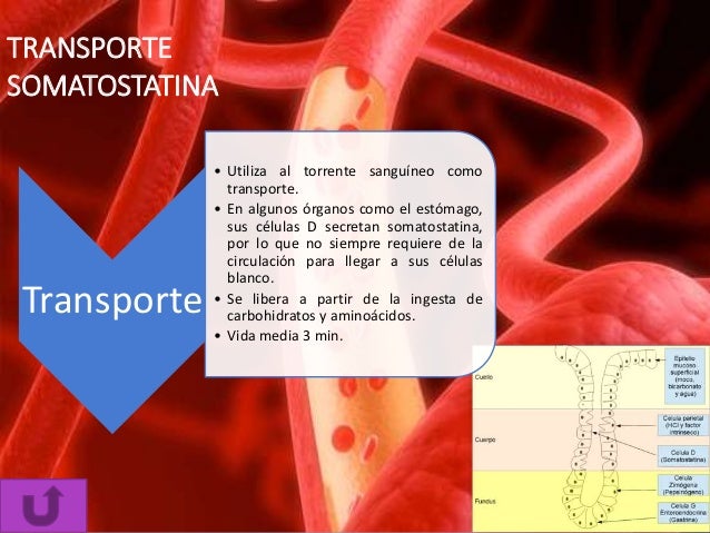 Glucagon, somatostatina y polipepeptico pancreatico Glucagon, somatostatina y polipepeptico pancreatico
