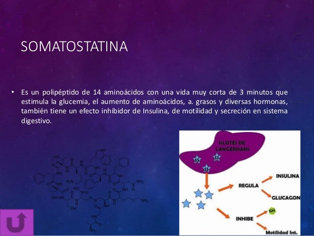 Glucagon, somatostatina y polipepeptico pancreatico