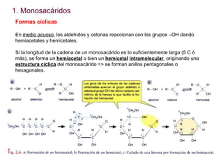 <ul><li>Monosacáridos </li></ul>Formas cíclicas En  medio acuoso , los aldehídos y cetonas reaccionan con los grupos –OH d...