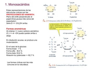 <ul><li>Monosacáridos </li></ul>Estas representaciones de las estructuras cíclicas son las  PROYECCIONES DE HAWORTH : Plan...