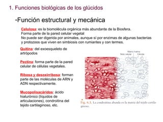 <ul><li>Funciones biológicas de los glúcidos </li></ul><ul><li>Función estructural y mecánica </li></ul>Celulosa : es la b...