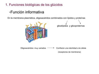 <ul><li>Funciones biológicas de los glúcidos </li></ul><ul><li>Función informativa </li></ul>En la membrana plasmática, ol...