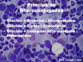 Principales
       Glucoconjugados

• Glúcido + Proteína : Glicoproteína
• Glúcido + Lípido : Glucolipido
• Glúcido + cualquier otra molécula :
  Heterosidos
 