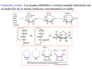 Estructura cíclica. Los grupos aldehídos o cetonas pueden reaccionar con
un hidroxilo de la misma molécula convirtiéndola en anillo.
 