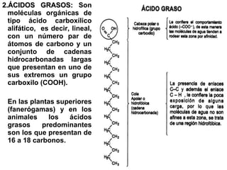 2.2.ÁCIDOS GRASOS:ÁCIDOS GRASOS: Son
moléculas orgánicas de
tipo ácido carboxílico
alifático, es decir, lineal,
con un número par de
átomos de carbono y un
conjunto de cadenas
hidrocarbonadas largas
que presentan en uno de
sus extremos un grupo
carboxilo (COOH).
En las plantas superiores
(fanerógamas) y en los
animales los ácidos
grasos predominantes
son los que presentan de
16 a 18 carbonos.
 