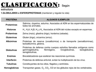 CLASIFICACIONCLASIFICACION: SegúnSegún
estructuraestructura
1.GLOBULARES o ESFEROPROTEINAS (mantienen y regulan la vida)
PROTEÍNA ALGUNOS EJEMPLOS
Protaminas
Salmina, clupeína, esturina. Asociados al ADN en los espermatozoides de
todos los animales.
Histonas H1
, H2
A, H2
B, H3
y H4.
Asociados al ADN del núcleo excepto en espermas.
Prolaminas Zeína (maíz), gliadina (trigo), hordeína (cebada).
Gluteninas Gluten (trigo), orizanina (arroz).
Albúminas Proteínas de reserva (ovoalbúmica) o de transporte (seroalbúminas),
lactoalbúmina, globina.
Globulinas
Proteínas de defensa contra cuerpos extraños llamados antígenos como
gammaglobulina, fibrinógeno, Ovoglobulinas, lactoglobulina,
seroglobulinas.
Enzimas Biocatalizadores que aceleran las reacciones químicas.
Interferón Proteínas de defensa antiviral, evitan la multiplicación de los virus.
Tubulinas Constituyentes de los cilios, flagelos y centríolos.
Hemoglobinas Transportan gases. O2
, CO2
, CO en los glóbulos rojos de los vertebrados.
 