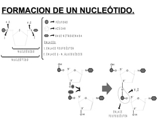 FORMACION DE UN NUCLEÓTIDO.FORMACION DE UN NUCLEÓTIDO.
O
E N L A C E S
1 . E N L A C E F O S F O É S T E R
2 . E N L A C E - N , G L U C O S Í D I C Oβ
F Ó S F O R O
A Z Ú C A R
B A S E N I T R O G E N A D A
H O2 H O2
N U C L E Ó S I D O
N U C L E Ó T I D O
1 2
O O N
E N L A C E
F O S F O D I É S T E R
H O2
 