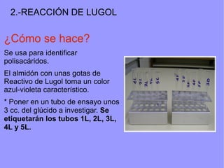 2.-REACCIÓN DE LUGOL

¿Cómo se hace?
Se usa para identificar
polisacáridos.
El almidón con unas gotas de
Reactivo de Lugol toma un color
azul-violeta característico.
* Poner en un tubo de ensayo unos
3 cc. del glúcido a investigar. Se
etiquetarán los tubos 1L, 2L, 3L,
4L y 5L.
 