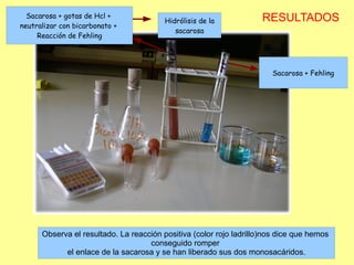 Sacarosa + gotas de Hcl +                                          RESULTADOS
                                         Hidrólisis de la
neutralizar con bicarbonato +
                                            sacarosa
     Reacción de Fehling




                                                                       Sacarosa + Fehling




      Observa el resultado. La reacción positiva (color rojo ladrillo)nos dice que hemos
                                    conseguido romper
            el enlace de la sacarosa y se han liberado sus dos monosacáridos.
 