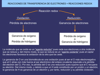 REACCIONES DE TRANSFERENCIA DE ELECTRONES = REACCIONES REDOX
Reacción redox
Oxidación Reducción
Pérdida de electrones Ganancia de electrones
Ganancia de oxígeno
o
Pérdida de hidrógeno
Pérdida de oxígeno
o
Ganancia de hidrógeno
La molécula que se oxida es un “agente reductor” pues cede sus electrones a otra molécula
que se reduce y, del mismo modo, la que se reduce es un “agente oxidante” pues al captar
los electrones favorece la oxidación de la otra que los cede.
La ganancia de O en una biomolécula es una oxidación pues al ser el O más electronegativo
que el C atrae con más fuerza al par electrónico del enlace covalente (equivale a la pérdida
del electrón del C). Por eso, la pérdida del O es una reducción pues supone que el C recupera
su electrón. Del mismo modo, y debido a que un H está constituído por un protón y un electrón,
la ganancia de H es ganancia de un electrón y, por tanto, reducción y su pérdida oxidación.
 