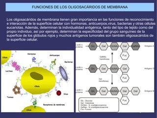Los oligosacáridos de membrana tienen gran importancia en las funciones de reconocimiento
e interacción de la superficie celular con hormonas, anticuerpos,virus, bacterias y otras células
eucariotas. Además, determinan la individualidad antigénica, tanto del tipo de tejido como del
propio individuo, así por ejemplo, determinan la especificidad del grupo sanguíneo de la
superficie de los glóbulos rojos y muchos antígenos tumorales son también oligosacáridos de
la superficie celular.
FUNCIONES DE LOS OLIGOSACÁRIDOS DE MEMBRANA
 