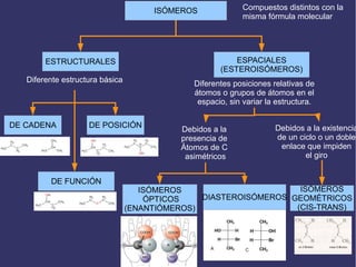 ISÓMEROS Compuestos distintos con la
misma fórmula molecular
ESTRUCTURALES ESPACIALES
(ESTEROISÓMEROS)
Diferente estructura básica Diferentes posiciones relativas de
átomos o grupos de átomos en el
espacio, sin variar la estructura.
DE CADENA DE POSICIÓN
DE FUNCIÓN
Debidos a la
presencia de
Átomos de C
asimétricos
Debidos a la existencia
de un ciclo o un doble
enlace que impiden
el giro
ISÓMEROS
GEOMÉTRICOS
(CIS-TRANS)
ISÓMEROS
ÓPTICOS
(ENANTIÓMEROS)
DIASTEROISÓMEROS
 
