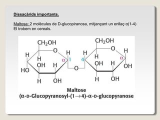 Dissacàrids importants.
Maltosa: 2 molècules de D-glucopiranosa, mitjançant un enllaç α(1-4)
El trobem en cereals.
 