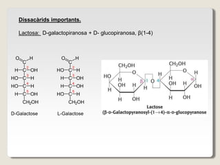 Dissacàrids importants.
Lactosa: D-galactopiranosa + D- glucopiranosa, β(1-4)
 