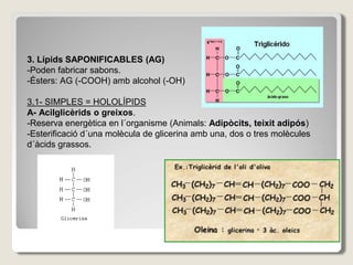 3. Lípids SAPONIFICABLES (AG)
-Poden fabricar sabons.
-Ésters: AG (-COOH) amb alcohol (-OH)
3.1- SIMPLES = HOLOLÍPIDS
A- Acilglicèrids o greixos.
-Reserva energètica en l´organisme (Animals: Adipòcits, teixit adipós)
-Esterificació d´una molècula de glicerina amb una, dos o tres molècules
d´àcids grassos.
 