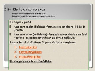 3.2- Els lípids complexos
Distingim 2 parts
Una part apolar (lipídica): formada per un alcohol i 2 àcids
grassos
Una part polar (no lipídica): formada per un glúcid o un àcid
fosfòric, on poden esterificar-se altres molècules
Segons l’alcohol, distingim 3 grups de lípids complexes
1. Fosfoglicèrids
2. Fosfoesfingolípids
3. Glicoesfinolípides
Els dos primers són els fosfolípids
-Tenen comportament amfipàtic
-Formen part de les membranes cel.lulars
 
