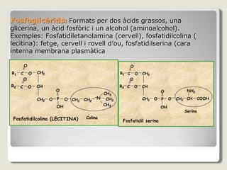 Fosfoglicèrids: Formats per dos àcids grassos, una
glicerina, un àcid fosfòric i un alcohol (aminoalcohol).
Exemples: Fosfatidiletanolamina (cervell), fosfatidilcolina (
lecitina): fetge, cervell i rovell d’ou, fosfatidilserina (cara
interna membrana plasmàtica
 