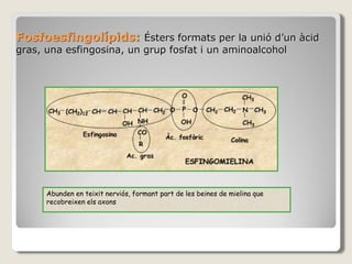 Fosfoesfingolípids: Ésters formats per la unió d’un àcid
gras, una esfingosina, un grup fosfat i un aminoalcohol
Abunden en teixit nerviós, formant part de les beines de mielina que
recobreixen els axons
 