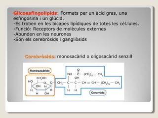 Cerebròsids: monosacàrid o oligosacàrid senzill
Glicoesfingolípids: Formats per un àcid gras, una
esfingosina i un glúcid.
-Es troben en les bicapes lipídiques de totes les cèl.lules.
-Funció: Receptors de molècules externes
-Abunden en les neurones
-Són els cerebròsids i gangliòsids
 