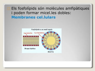 Els fosfolípids són molècules amfipàtiques
i poden formar micel.les dobles:
Membranes cel.lulars
 