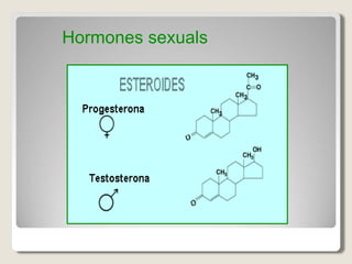 Hormones sexuals
 