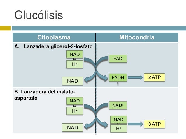 Glucólisis