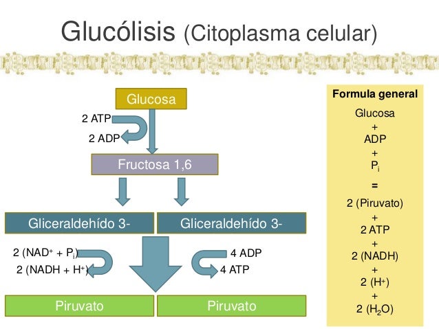Glucólisis