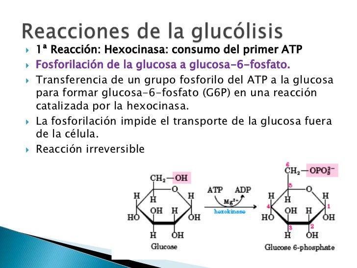 Glucolisis