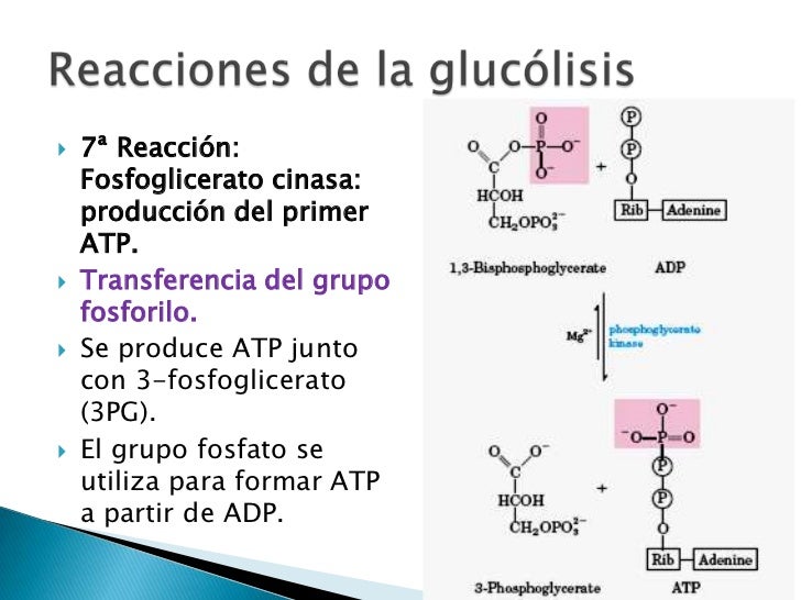 Glucolisis