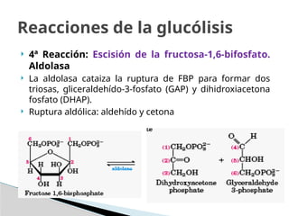 gluclisis-111204171130-phpapp02 (1).pptx