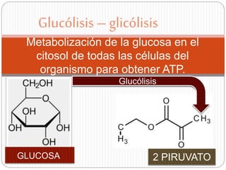 Metabolización de la glucosa en el
citosol de todas las células del
organismo para obtener ATP.
Glucólisis – glicólisis
GLUCOSA 2 PIRUVATO
Glucólisis
1 Rosas Cedillo Lidia Nohemi
 