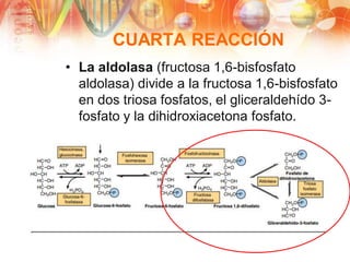 GLUCÓLISIS Y KREBS Y CADENA RESPIRATORIA (1).pdf