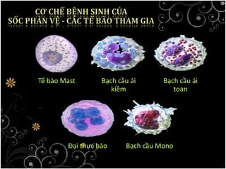 Tế bào Mast Bạch cầu ái
kiềm
Bạch cầu ái
toan
Đại thực bào Bạch cầu Mono
 
