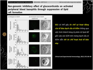 Clinical and Experimental Immunology, 2012.170: 86–93
GCs có thể gây ức chế sự hoạt động
của tế bào bạch cầu ái kiềm thông qua
việc hình thành hàng tỷ phân tử lipid để
gắn vào các GCR trên màng bạch cầu ái
kiềm dẫn tới ức chế hoạt hoá tế bào
này
 