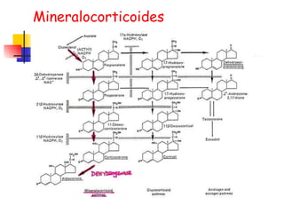 Mineralocorticoides 