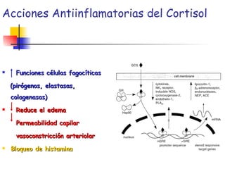 Acciones Antiinflamatorias del Cortisol Funciones células fagocíticas (pirógenos, elastasas, colagenasas) Reduce el edema Permeabilidad capilar vasoconstricción arteriolar Bloqueo de histamina 