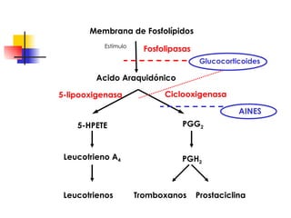 Membrana de Fosfolípidos Fosfolipasas Estímulo Glucocorticoides Acido Araquidónico PGG 2 5-HPETE Leucotrieno A 4 PGH 2 Tromboxanos  Prostaciclina Leucotrienos Ciclooxigenasa 5-lipooxigenasa AINES 