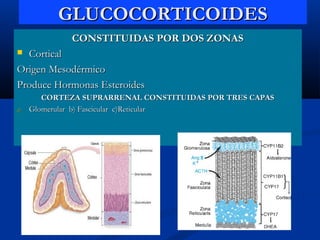CONSTITUIDAS POR DOS ZONASCONSTITUIDAS POR DOS ZONAS
 CorticalCortical
Origen MesodérmicoOrigen Mesodérmico
Produce Hormonas EsteroidesProduce Hormonas Esteroides
CORTEZA SUPRARRENAL CONSTITUIDAS POR TRES CAPASCORTEZA SUPRARRENAL CONSTITUIDAS POR TRES CAPAS
a)a) Glomerular b) Fascicular c)ReticularGlomerular b) Fascicular c)Reticular
GLUCOCORTICOIDESGLUCOCORTICOIDES
 