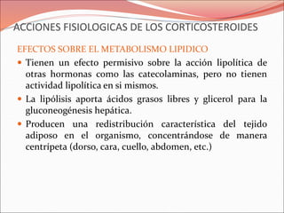 ACCIONES FISIOLOGICAS DE LOS CORTICOSTEROIDES
EFECTOS SOBRE EL METABOLISMO LIPIDICO
 Tienen un efecto permisivo sobre la acción lipolítica de
otras hormonas como las catecolaminas, pero no tienen
actividad lipolítica en si mismos.
 La lipólisis aporta ácidos grasos libres y glicerol para la
gluconeogénesis hepática.
 Producen una redistribución característica del tejido
adiposo en el organismo, concentrándose de manera
centrípeta (dorso, cara, cuello, abdomen, etc.)
 