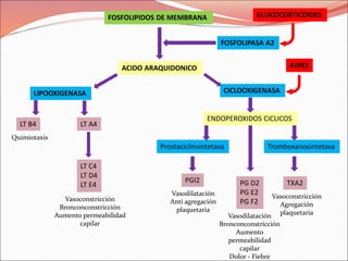 FOSFOLIPIDOS DE MEMBRANA
ACIDO ARAQUIDONICO
LIPOOXIGENASA CICLOOXIGENASA
ENDOPEROXIDOS CICLICOS
PG D2
PG E2
PG F2
Prostaciclinsintetasa Tromboxanosintetasa
PGI2 TXA2
LT A4
LT B4
LT C4
LT D4
LT E4
FOSFOLIPASA A2
GLUCOCORTICOIDES
AINES
Quimiotaxis
Vasoconstricción
Bronconconstricción
Aumento permeabilidad
capilar
Vasoconstricción
Agregación
plaquetaria
Vasodilatación
Anti agregación
plaquetaria
Vasodilatación
Bronconconstricción
Aumento
permeabilidad
capilar
Dolor - Fiebre
 