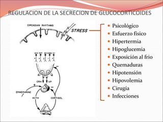 REGULACION DE LA SECRECION DE GLUCOCORTICOIDES
 Psicológico
 Esfuerzo físico
 Hipertermia
 Hipoglucemia
 Exposición al frio
 Quemaduras
 Hipotensión
 Hipovolemia
 Cirugía
 Infecciones
 